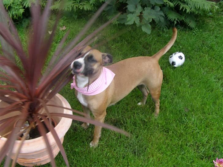 Rynke Dyret nu med Charmeklud - ÆDER lige mormor´s nye plante, mums den smager godt billede 12