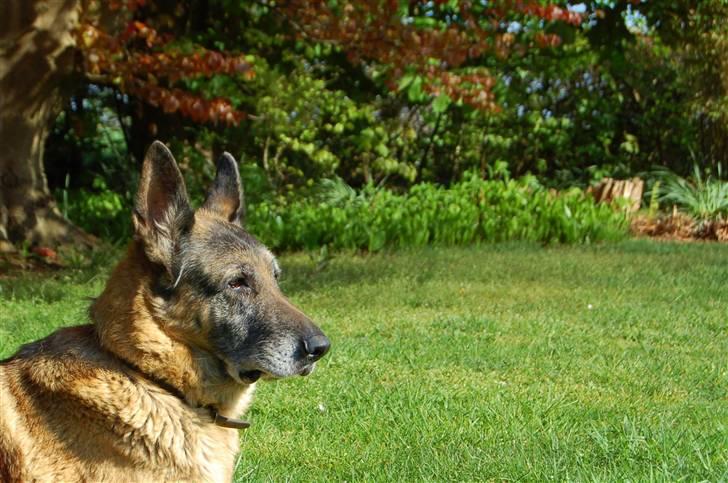 Billeder jeg er stolt af - Det sidste billede af Lady billede 10