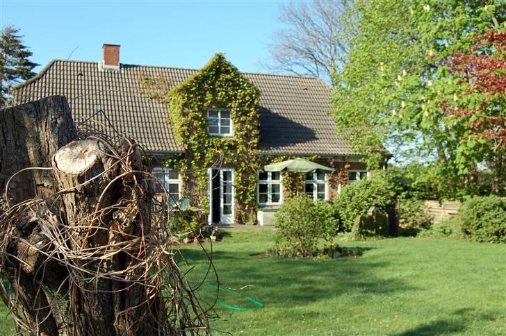 Billeder jeg er stolt af - Vinplanter på huset billede 15