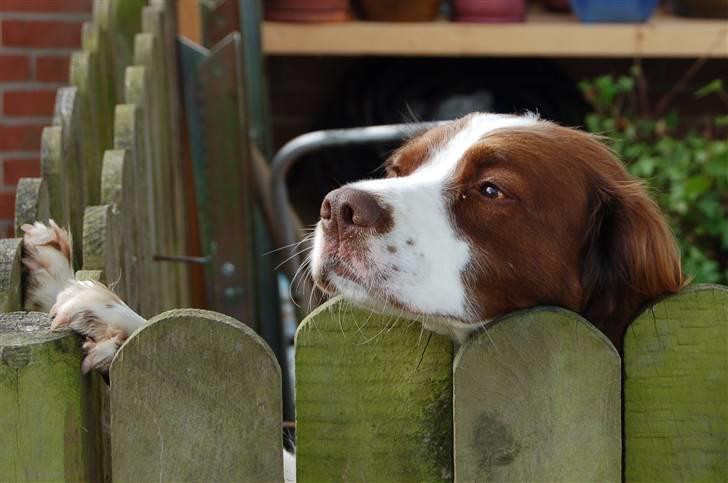 Billeder jeg er stolt af - Frodo billede 28