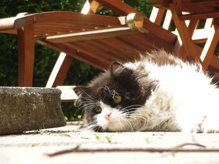 Billeder jeg er stolt af - Benzon billede 29