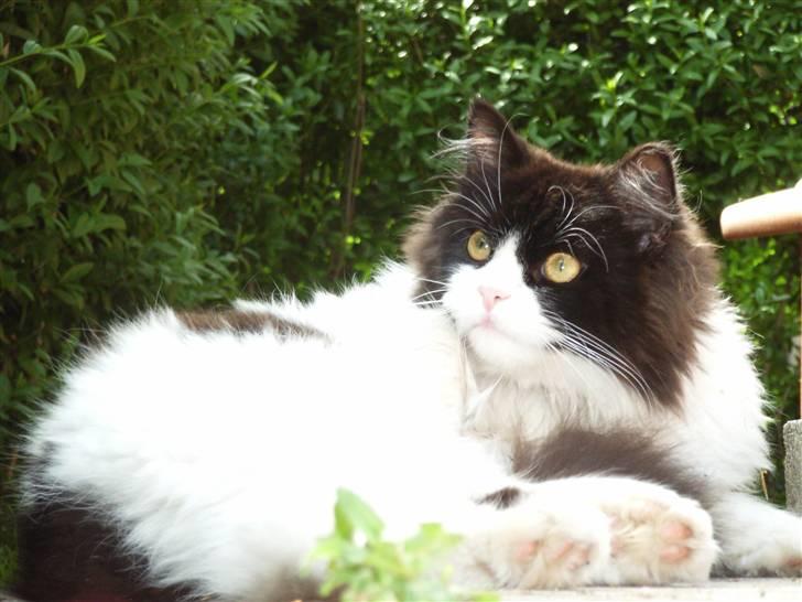 Billeder jeg er stolt af - Den bedste kat i verden måske :) billede 30