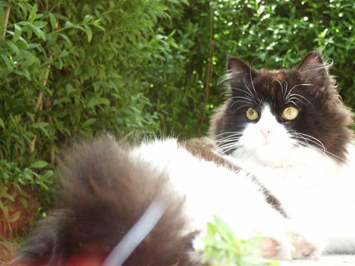 Billeder jeg er stolt af - Benzon billede 31