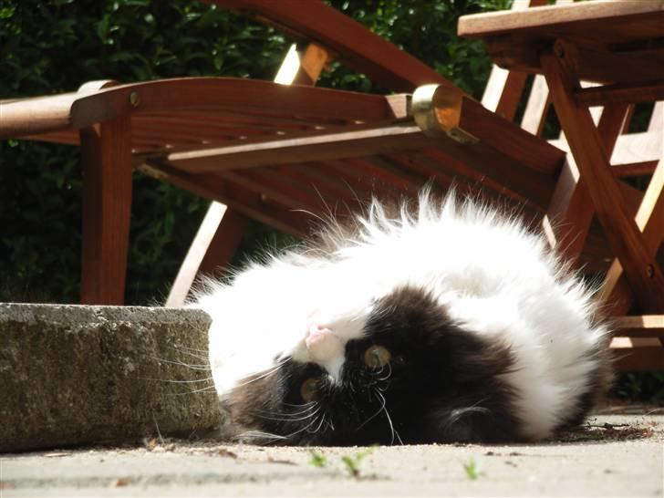 Billeder jeg er stolt af - Slapper af i solen billede 32