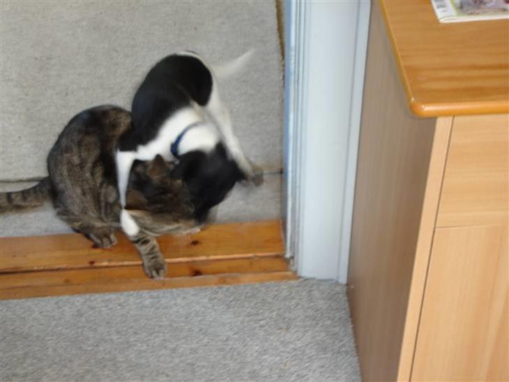 {{currentPhoto.altText}} billede {{currentPhoto.number}}