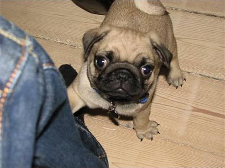 {{currentPhoto.altText}} billede {{currentPhoto.number}}