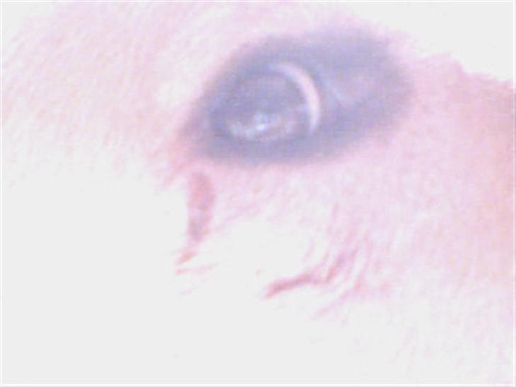 {{currentPhoto.altText}} billede {{currentPhoto.number}}