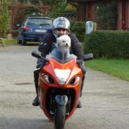 Biker hunden Xigo