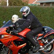 Biker hunden Xigo