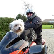 Biker hunden Xigo