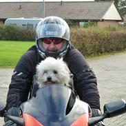 Biker hunden Xigo