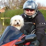 Biker hunden Xigo