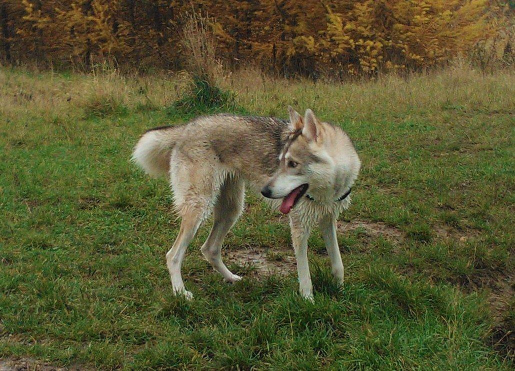 Tamaskan Dog billede 1