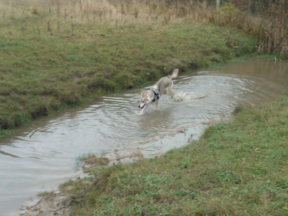 Tamaskan Dog billede 6