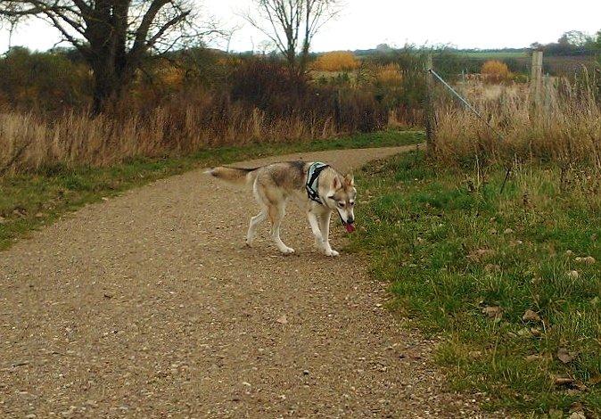 Tamaskan Dog billede 5