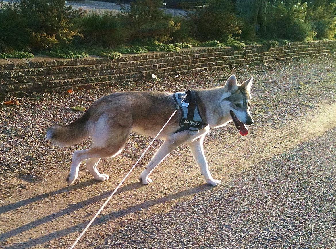 Tamaskan Dog billede 2