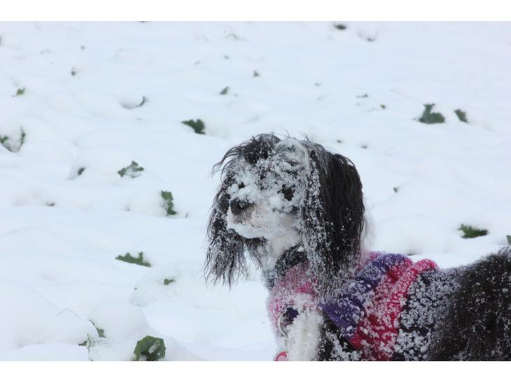 {{currentPhoto.altText}} billede {{currentPhoto.number}}