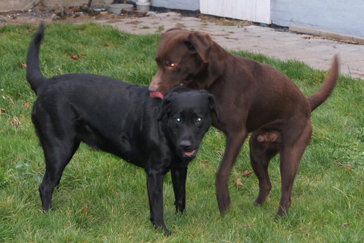 uophørlige Kan beregnes nægte Parring - Diverse hund - Fotos fra Anne med Sally og Ronja:-)