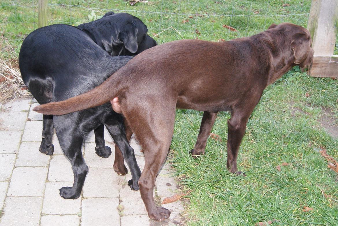 Parring - Diverse hund - Fotos fra Anne Sally og Ronja:-)