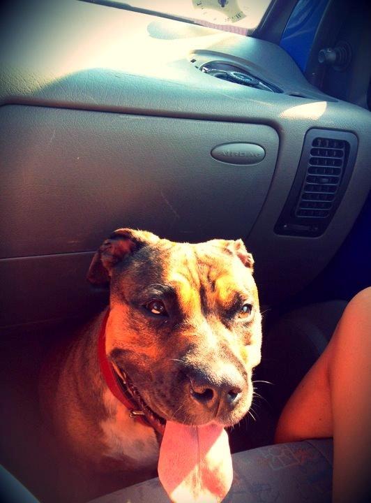 Min elskede skat :'( R.I.P. billede 7