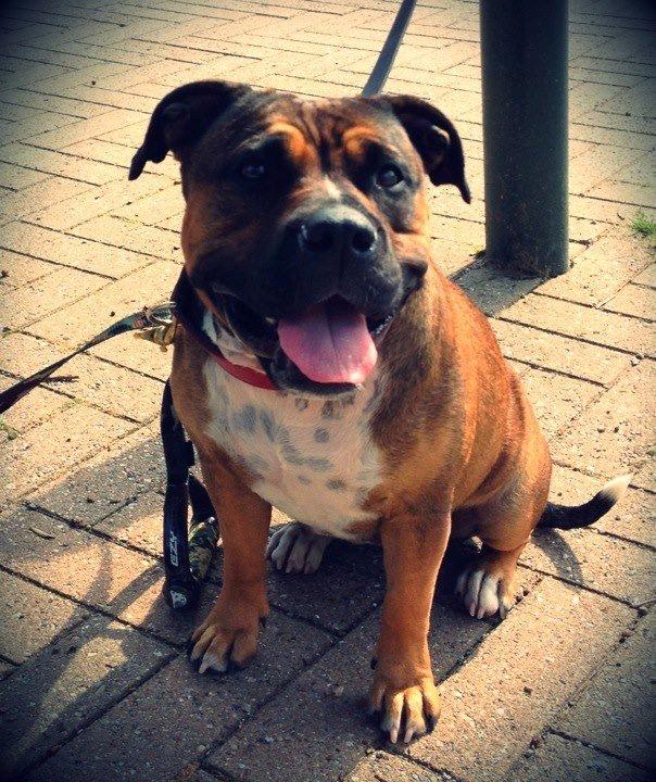 Min elskede skat :'( R.I.P. billede 9