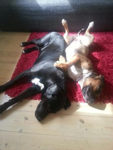 Min elskede skat :'( R.I.P. billede 11