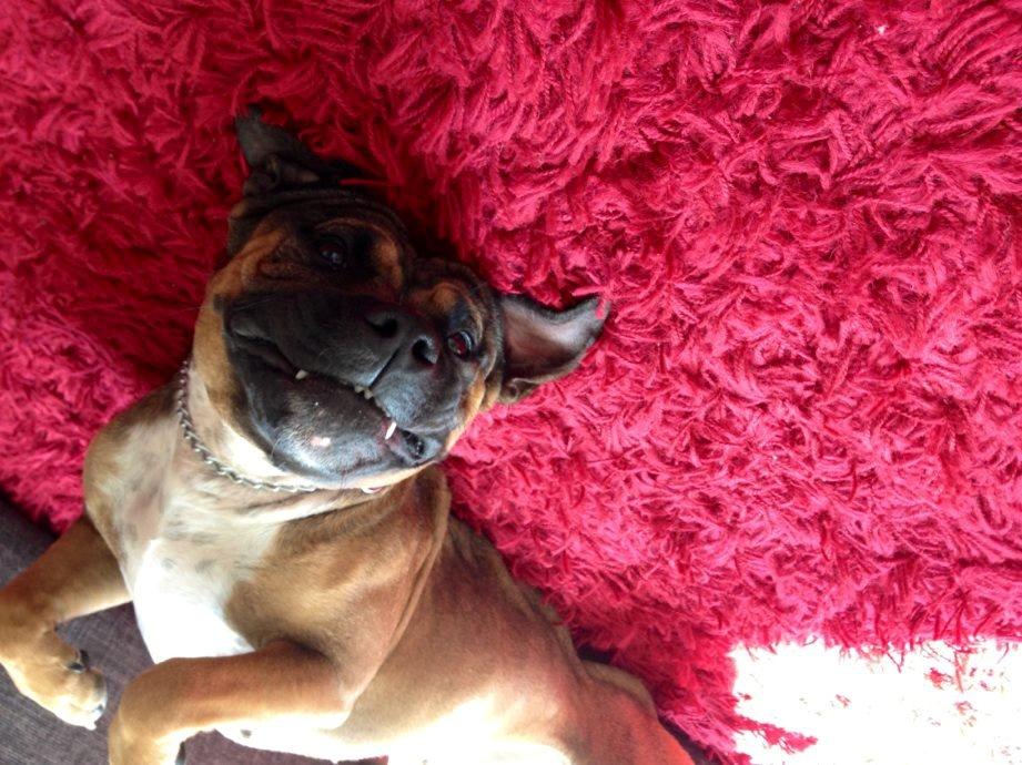 Min elskede skat :'( R.I.P. billede 13