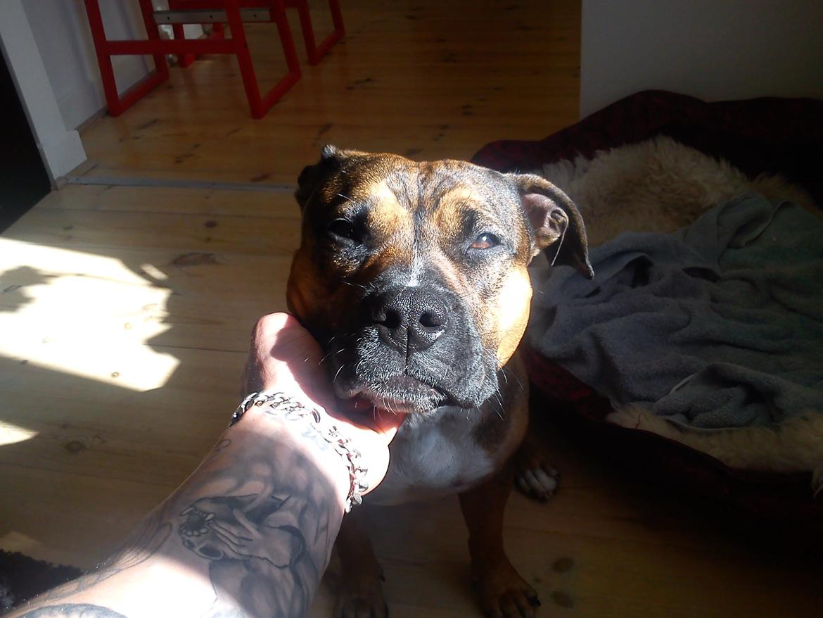 Min elskede skat :'( R.I.P. billede 14