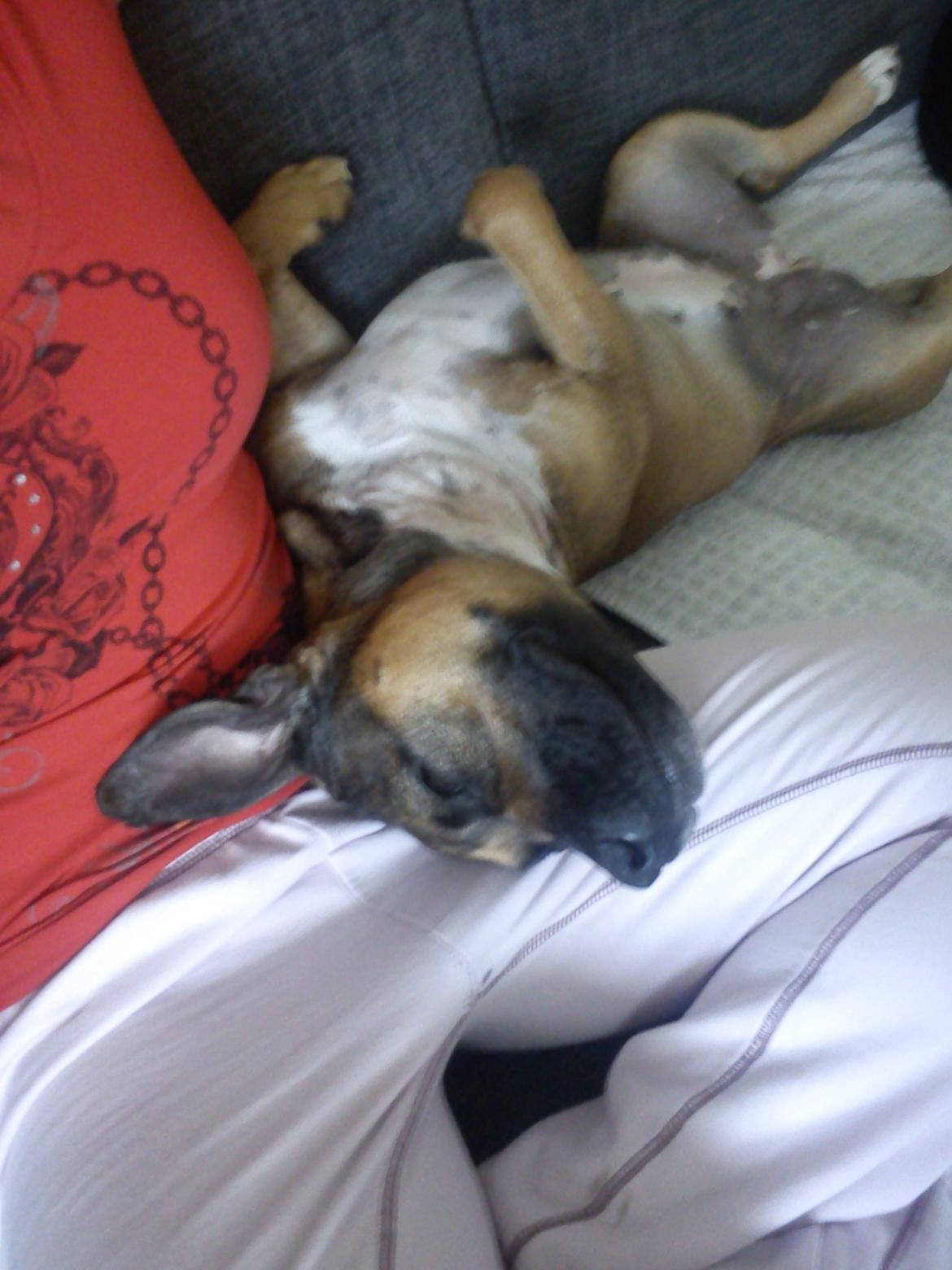 Min elskede skat :'( R.I.P. billede 15