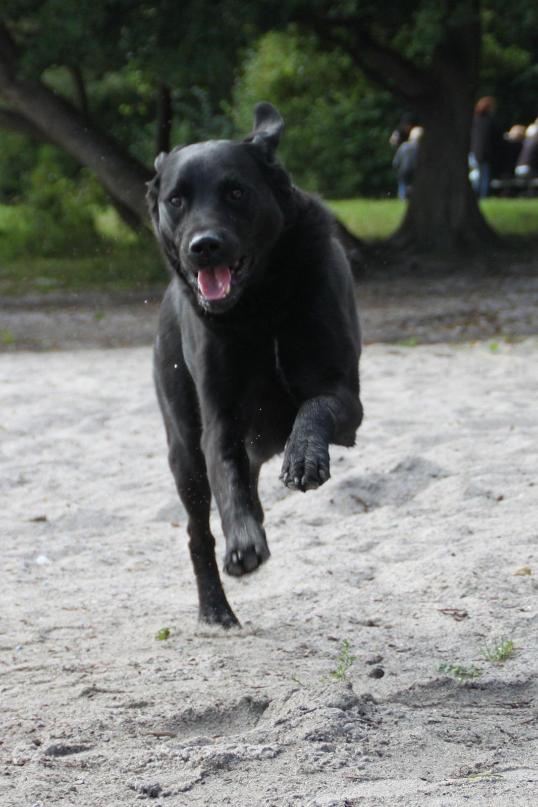 Billeder af mine hunde-venner :). billede 11