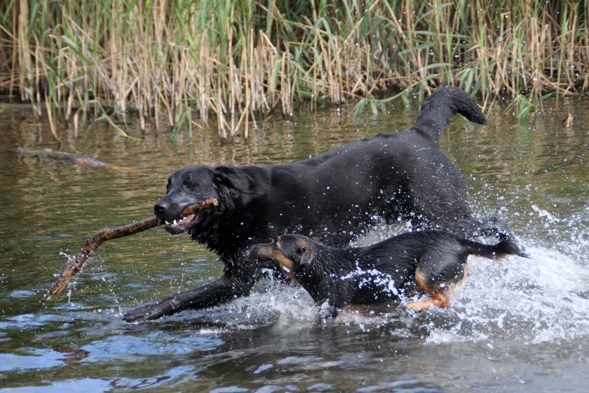 Billeder af mine hunde-venner :). billede 12