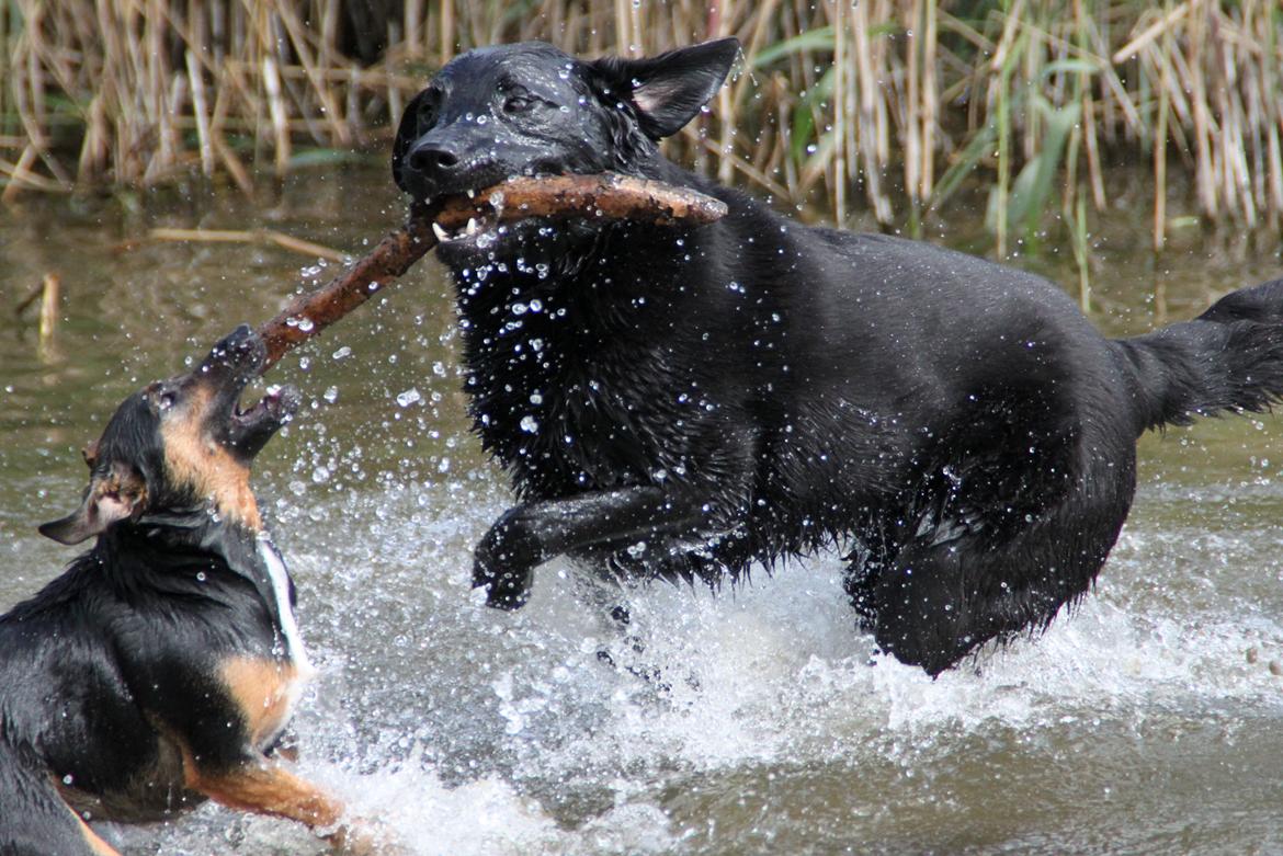 Billeder af mine hunde-venner :). billede 14