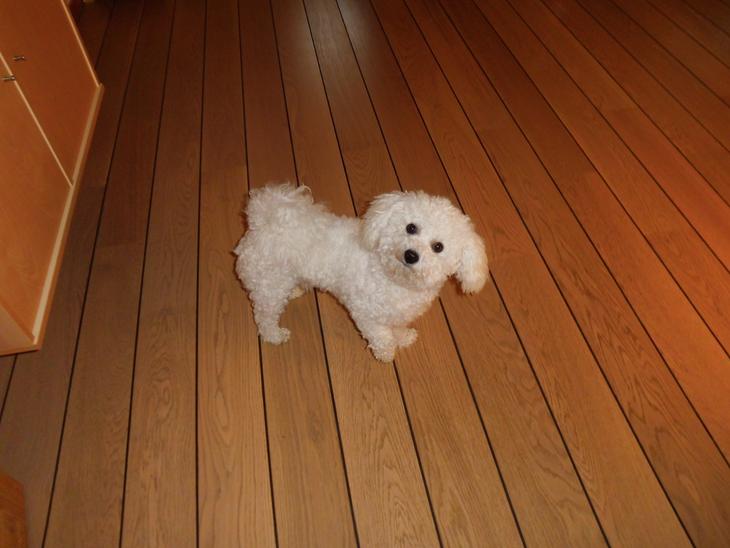Bichon frise - Simba billede 0