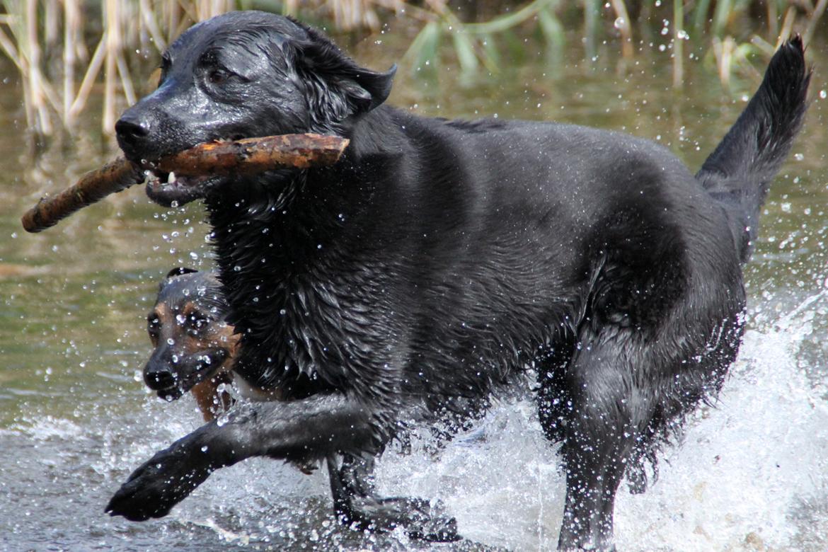 Billeder af mine hunde-venner :). billede 15