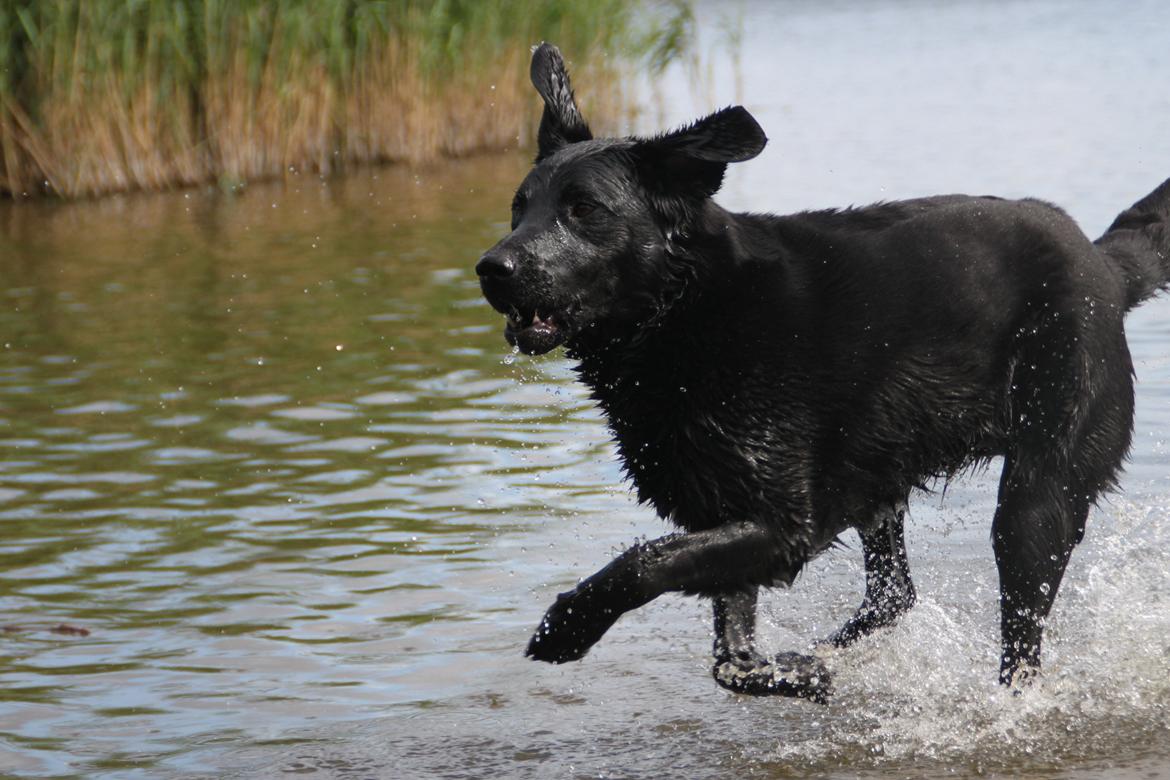 Billeder af mine hunde-venner :). billede 16