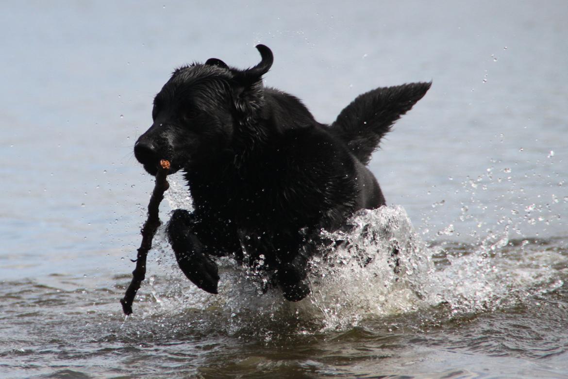 Billeder af mine hunde-venner :). billede 17