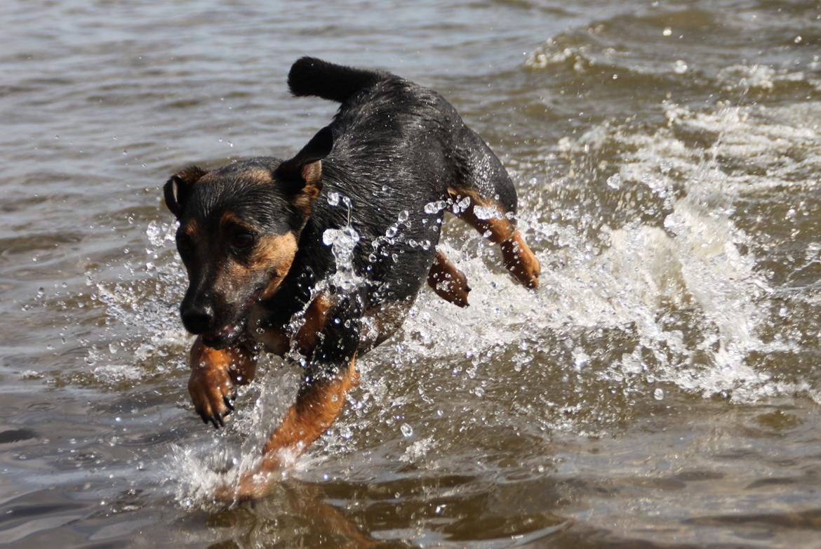 Billeder af mine hunde-venner :). billede 18