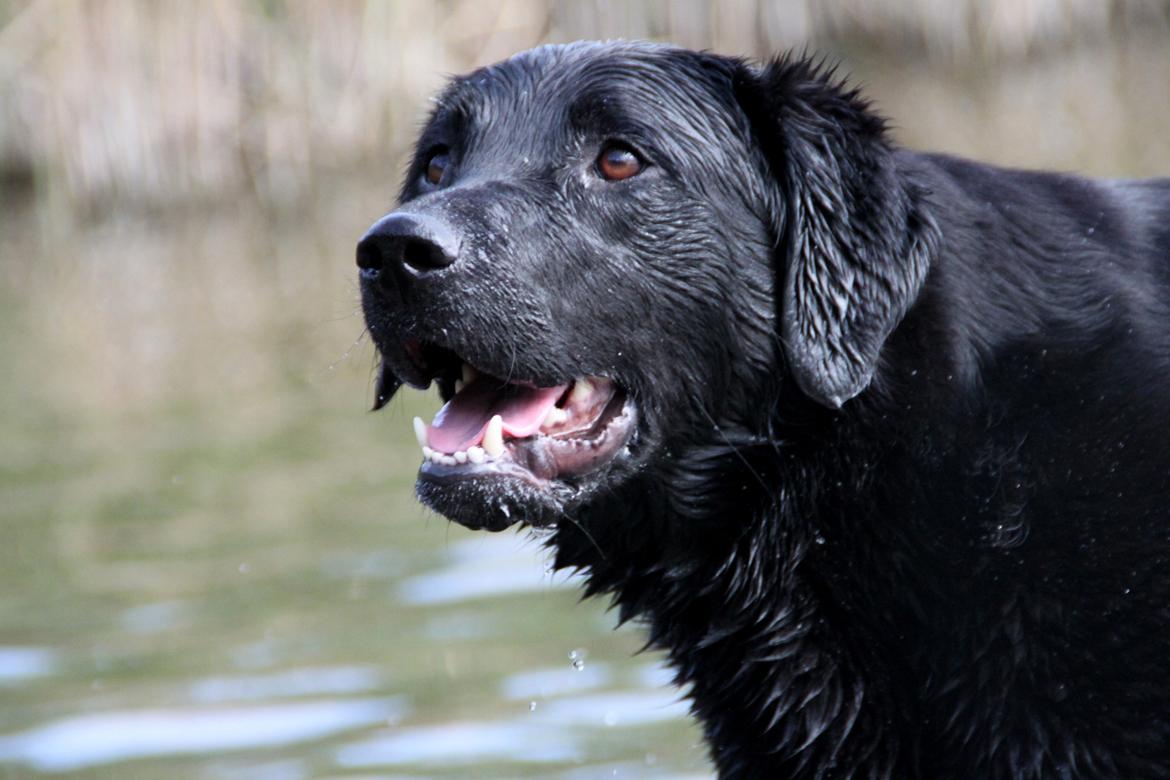 Billeder af mine hunde-venner :). billede 19