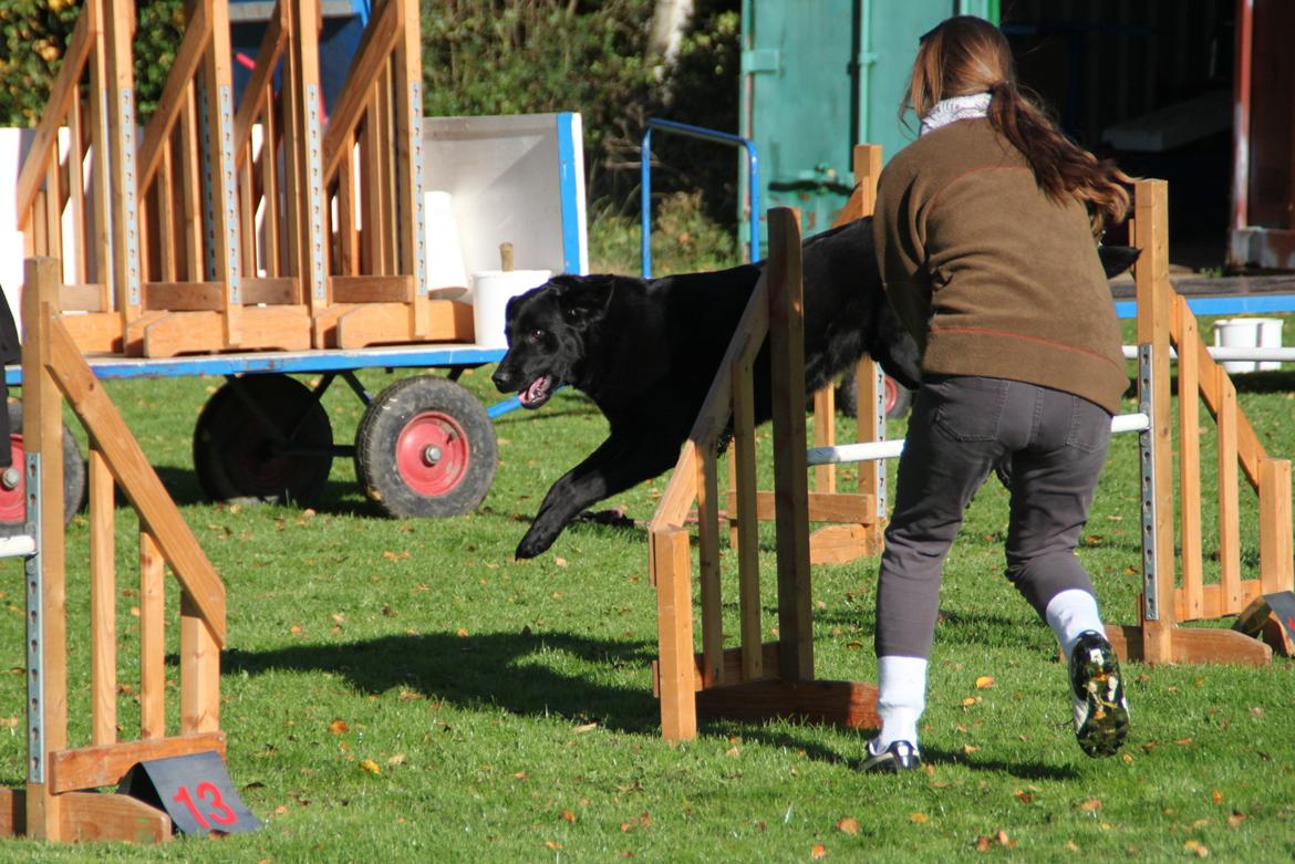 Billeder af mine hunde-venner :). billede 1