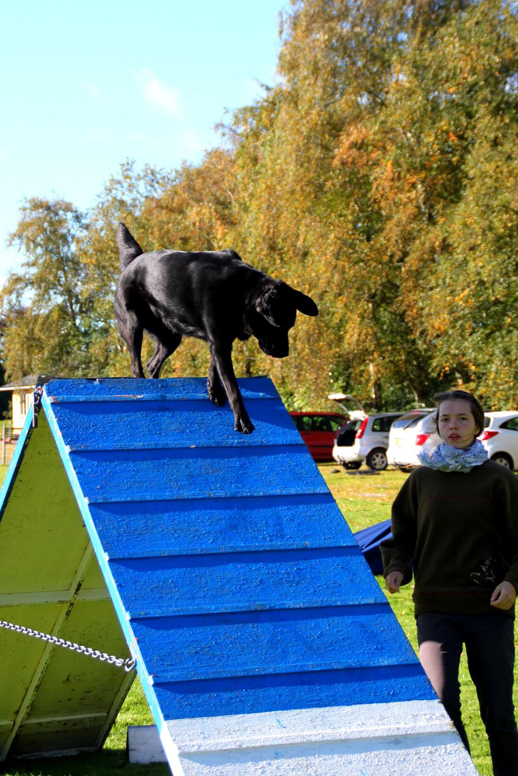 Billeder af mine hunde-venner :). billede 24