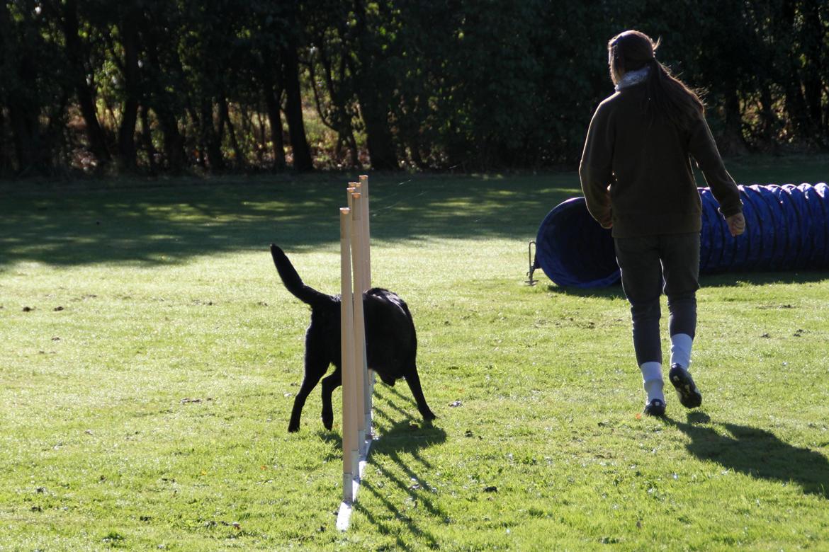 Billeder af mine hunde-venner :). billede 25