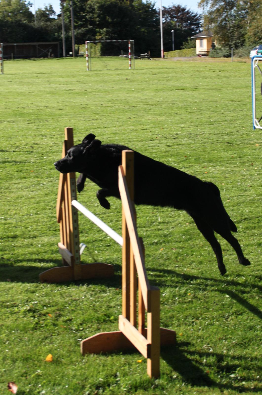 Billeder af mine hunde-venner :). billede 26