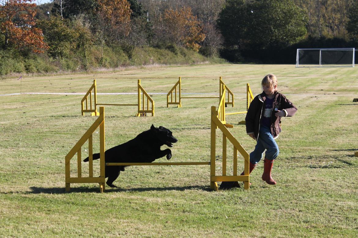 Billeder af mine hunde-venner :). billede 42