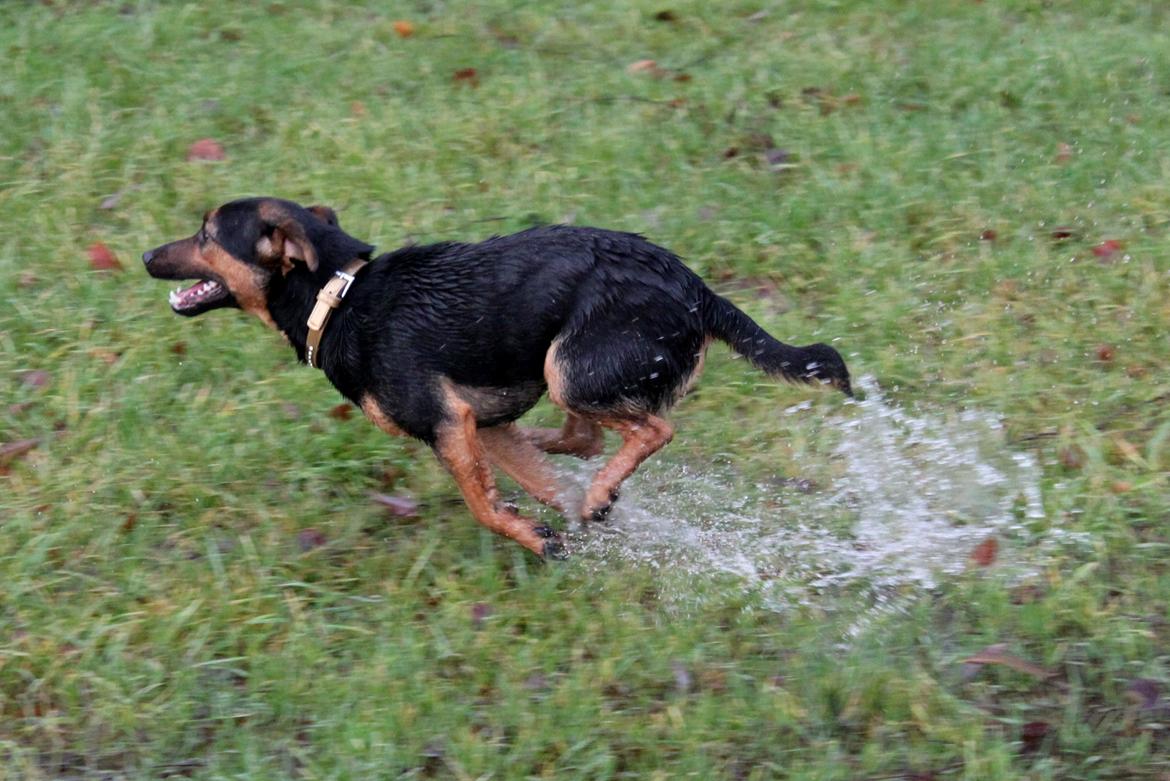 Billeder af mine hunde-venner :). billede 63