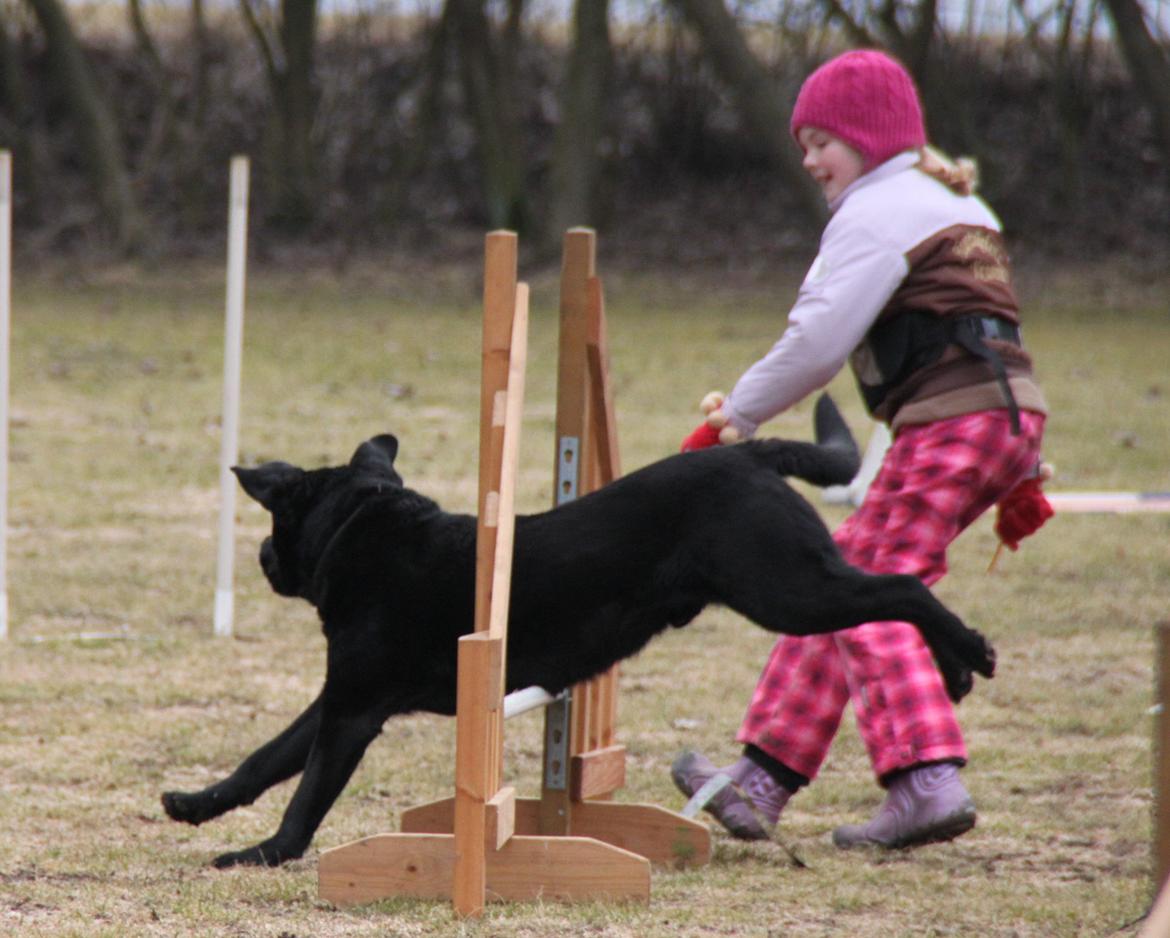 Billeder af mine hunde-venner :). billede 67