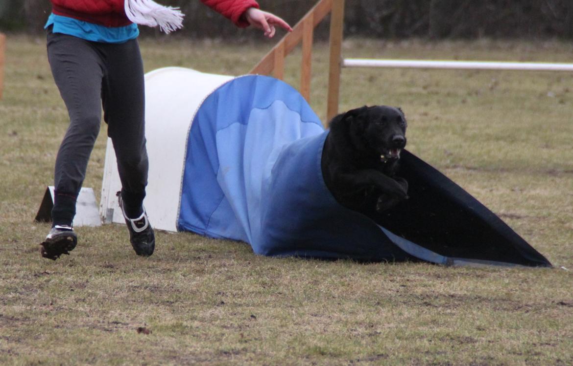 Billeder af mine hunde-venner :). billede 71