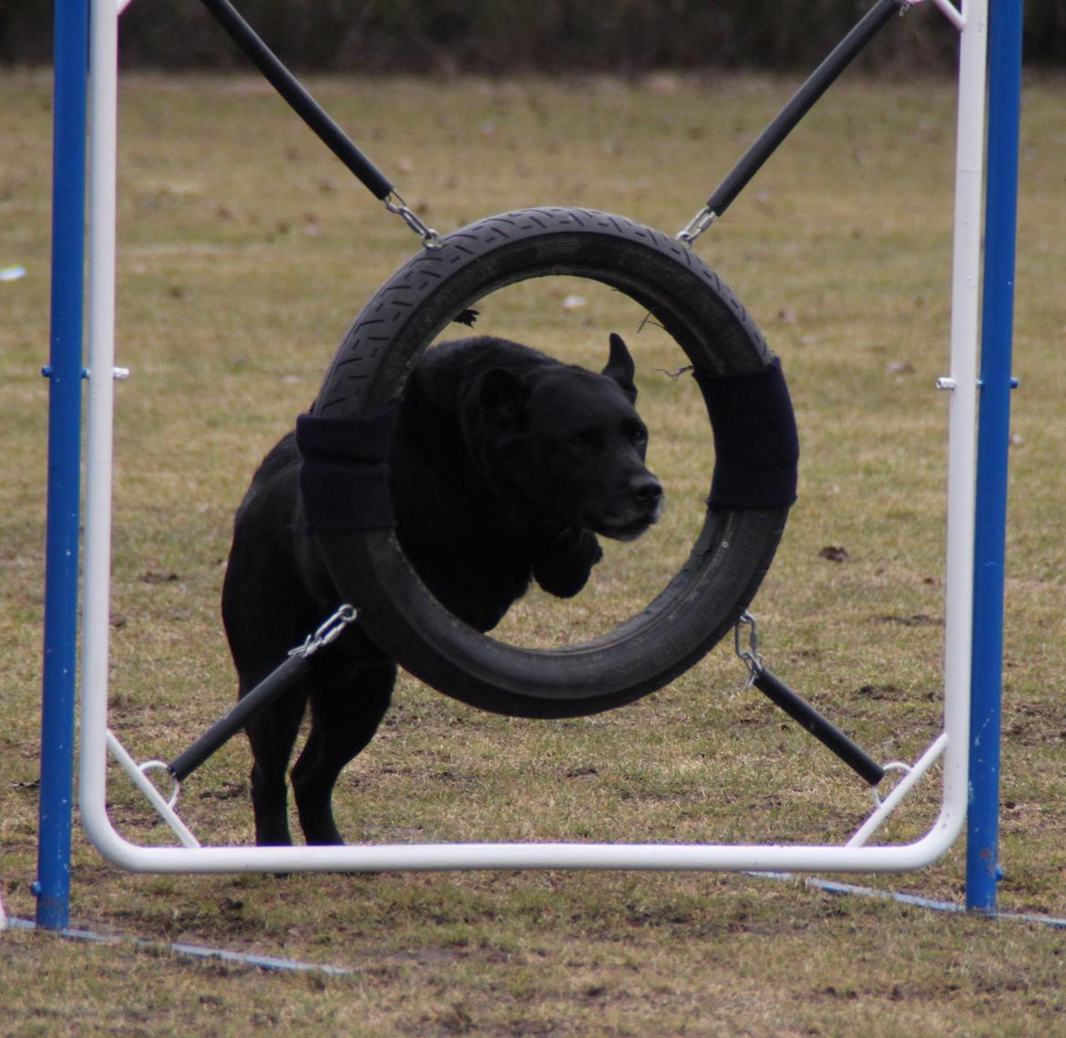 Billeder af mine hunde-venner :). billede 72