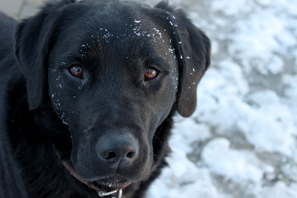 Billeder af mine hunde-venner :). billede 75