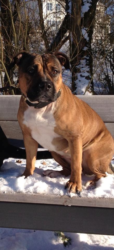 Min elskede skat :'( R.I.P. billede 17