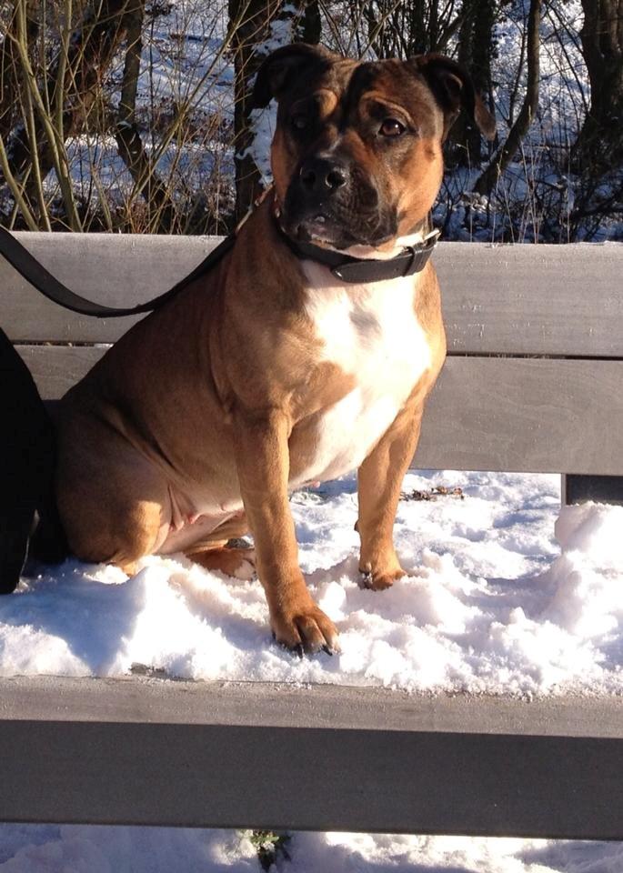 Min elskede skat :'( R.I.P. billede 18